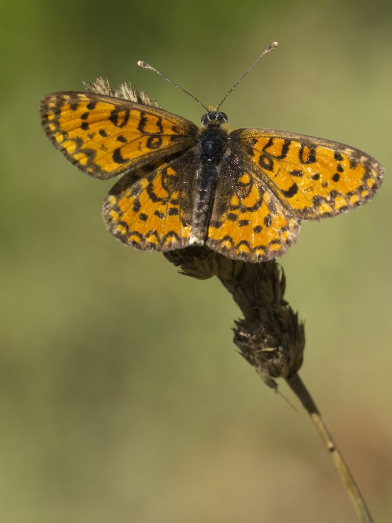 Melitaea  trivia ?  S !
